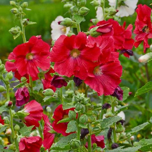 Alcea rosea 'Mars Magic',Hollyhock 'Mars Magic', Tall Perennial, Red flowers, Red Alcea, Red Hollylock